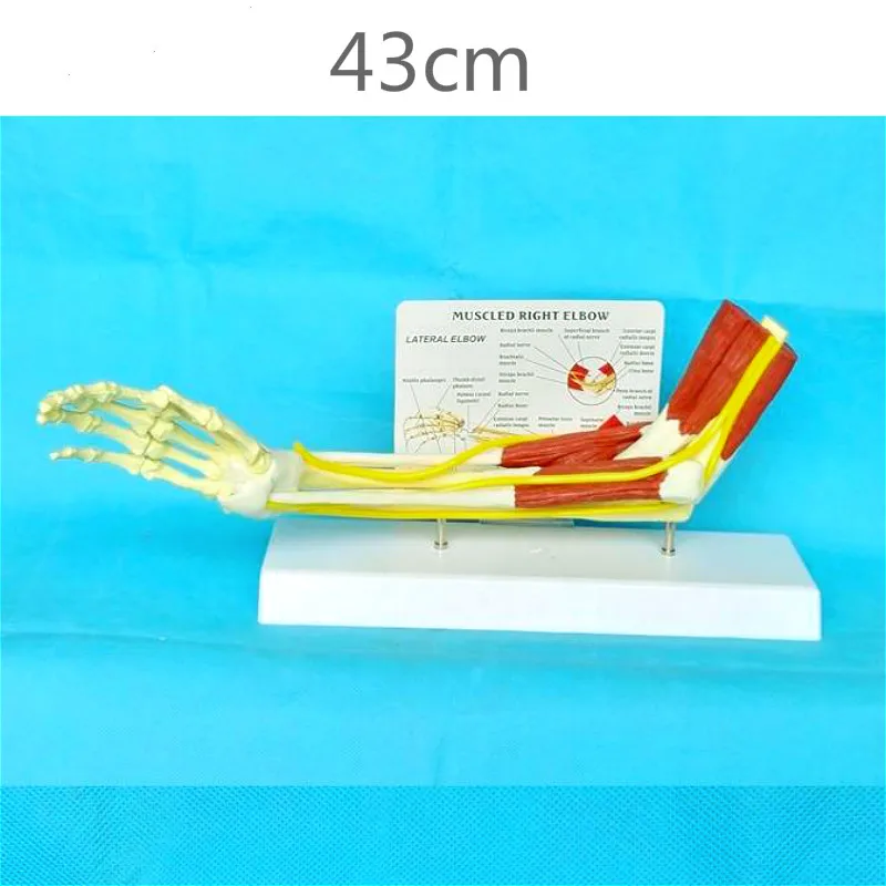 Фото Функция связывания мышц верхней конечности и суставов модель скелета
