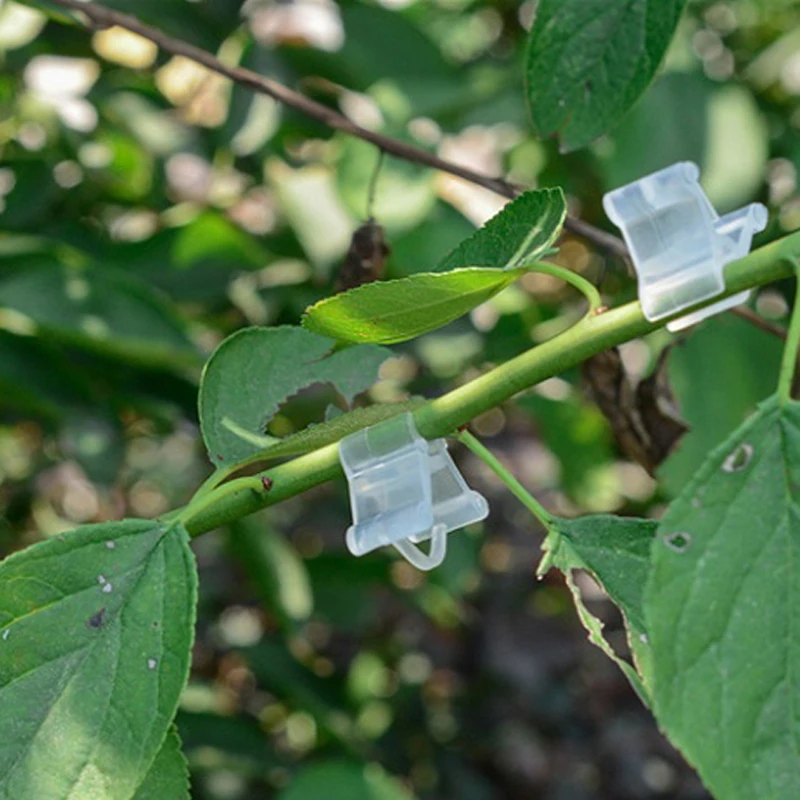 50 шт./упак. Пластик прозрачный зажимы для трансплантата растений выращивания