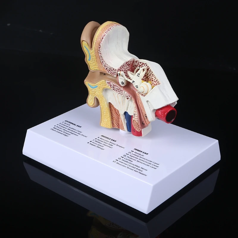 

1.5 Times Life Size Human Ear Model Scientific Anatomy Teaching Supplies Anatomical Study Display Professional