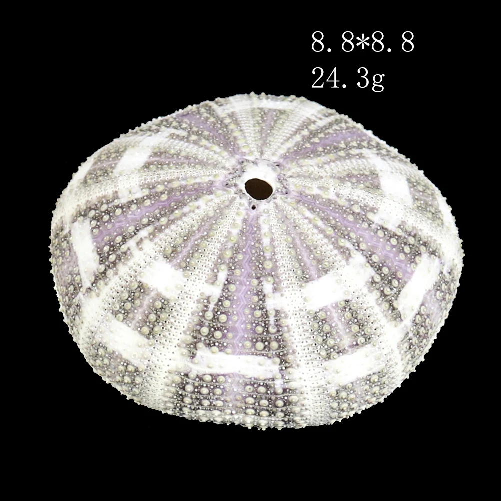 

6-10cm Natural Eight Trigrams Sea Urchin Shell Conch Nautical Home Decor DIY Ocean Beach Wedding Decor Specimen Crafts