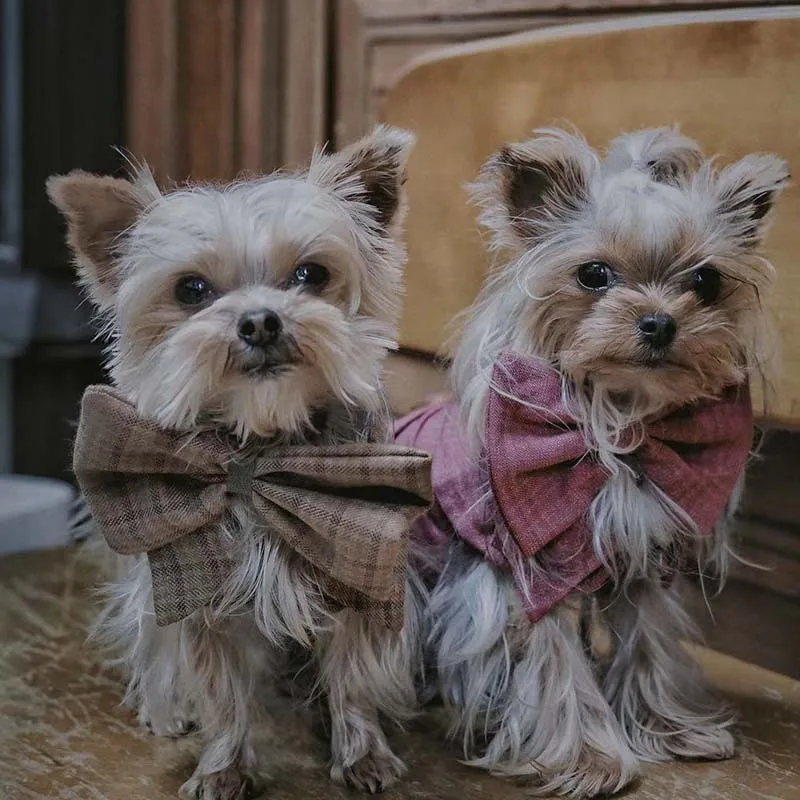 Осенне-зимняя искусственная ветровка милая Тедди Чихуахуа рабочая одежда теплая