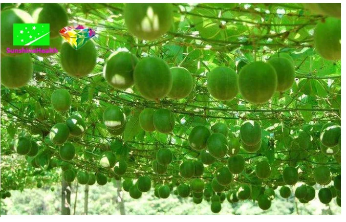 

high quality Lructus momordicae 30%,luo han guo,Siraitia grosvenorii,Momordica grosvenori,free shipping