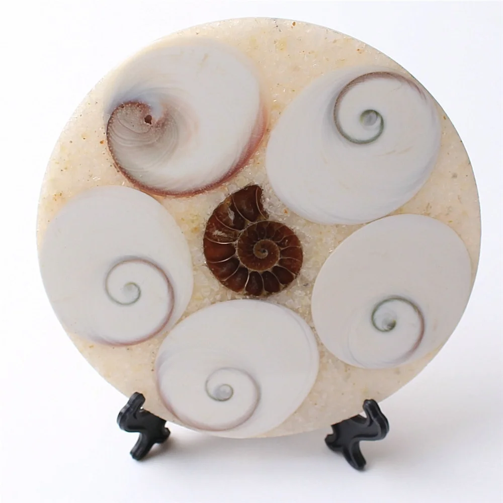 Диск из натуральной солнечной раковины 100-110 мм коллекция окаменелостей аммонита