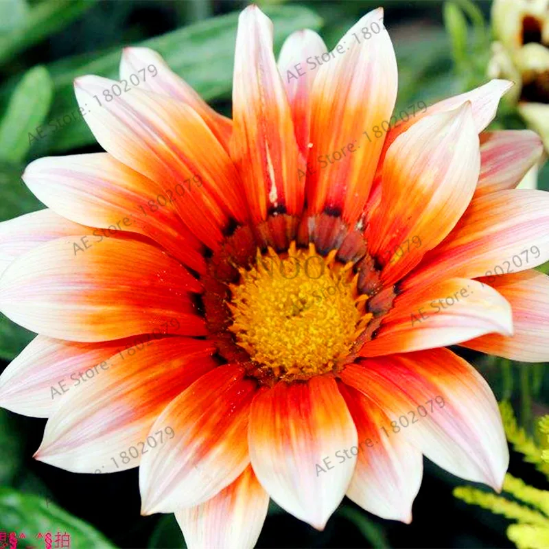 8 100 шт./пакет разноцветные Gazania rigens flores, цветок растения для дома и сада, бонсай для внутреннего и наружного спорта посадки - Цвет: 8