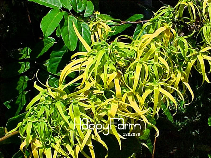100 шт./лот бестселлер! Cananga odorata, Ylang-Ylang дерево, контейнер или комнатные растения, цветы бонсай