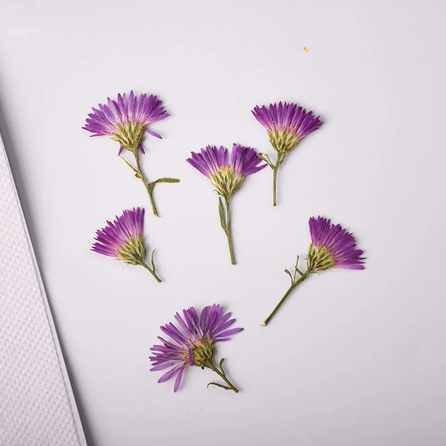 

12pcs Dried Side Pressed Symphyotrichum Novi-belgii Flower Plants Herbarium For Postcard Jewelry Bookmark Invitation Card Craft