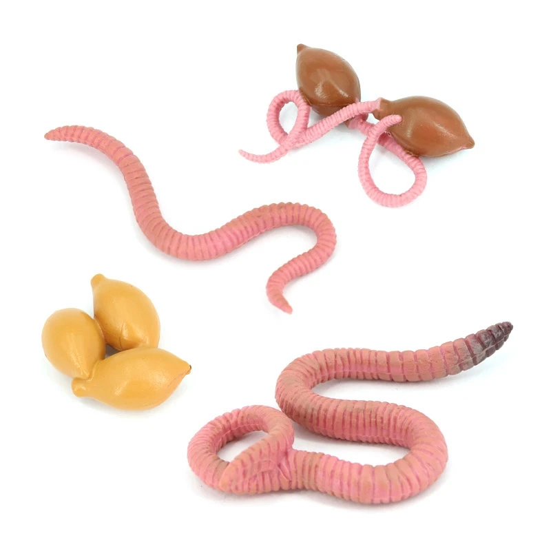 

4Pcs Simulation Earthworm Growth Model Animal Growth Cycle Biological Model Simulation Growth Science Educational Toys