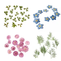 10 pcs pack small real dried flowers pressed leaves diy scrapbooking
