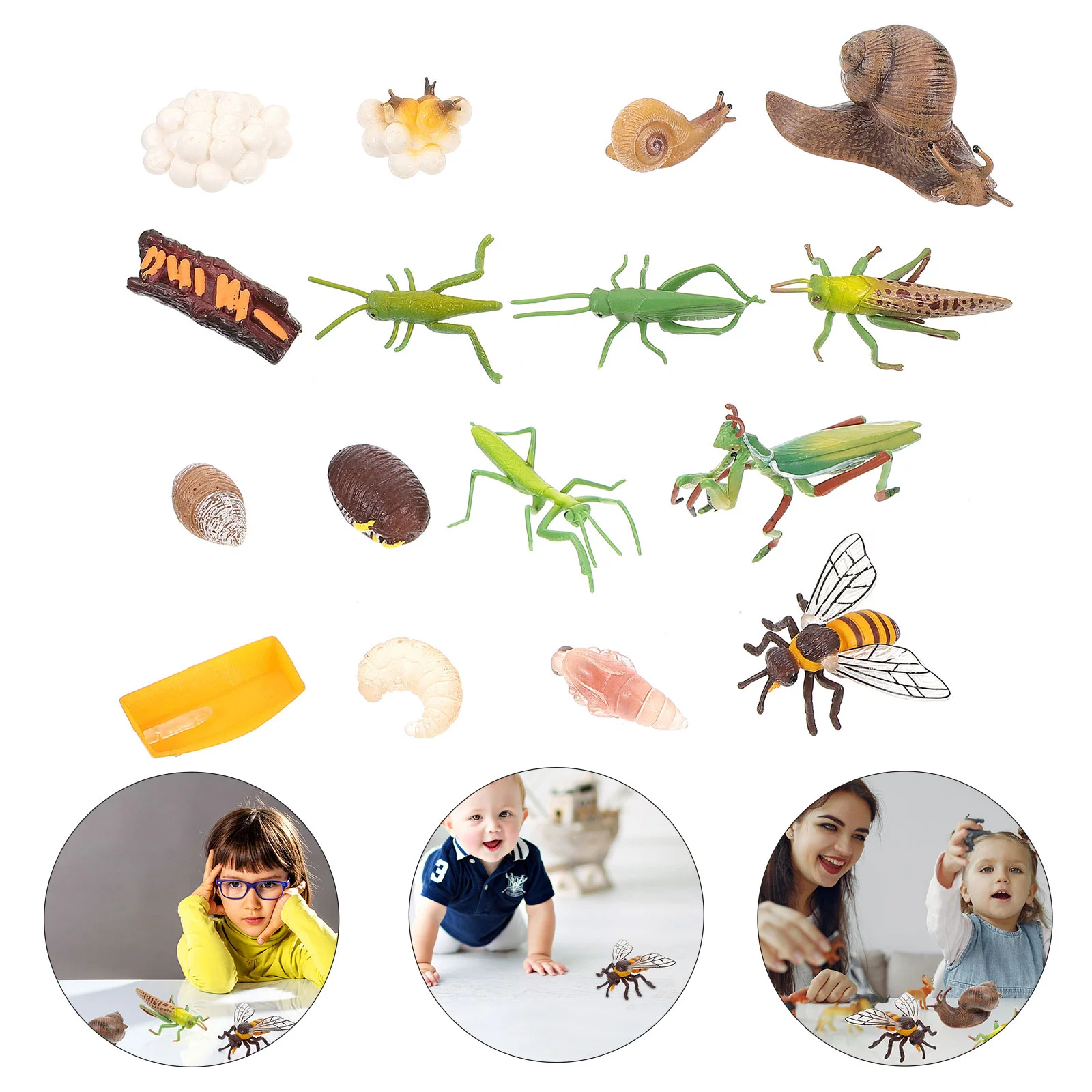 

4 Sets Educational Simulation Insect Model Insect Growth Cycle Mini Ornament