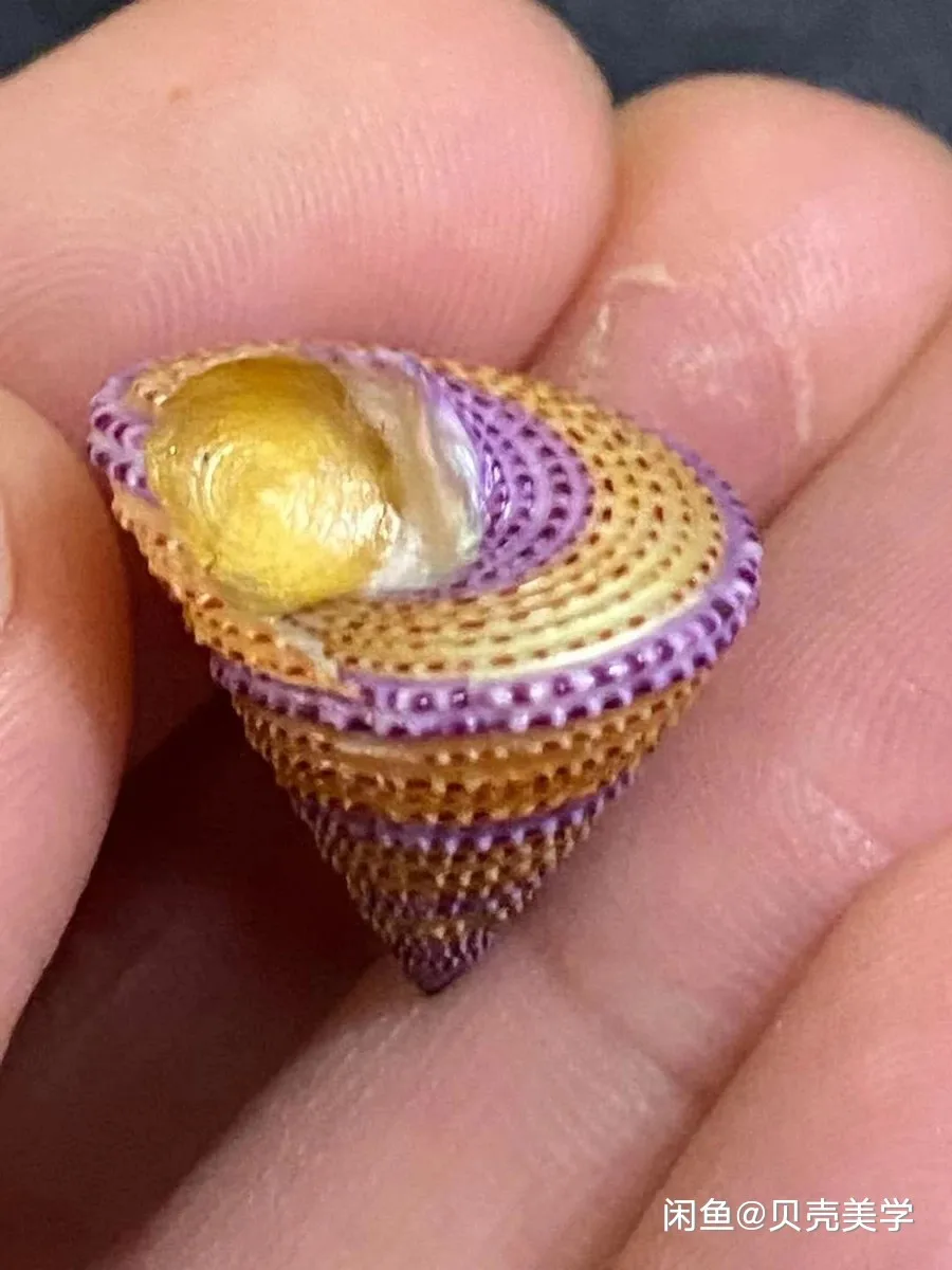 

Natural shells, conch, selected best collections, hermit crab replacement shell ornaments, aquarium snail shell