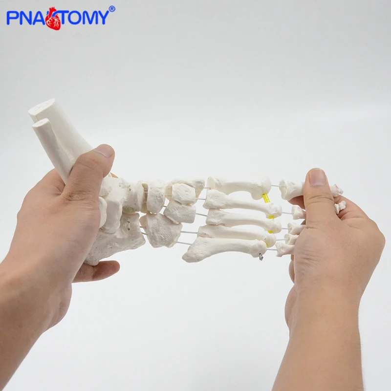 Flexible foot bone model adult size human skeleton anatomy medical teaching tool PVC material PNATOMY hospital gift skeletal