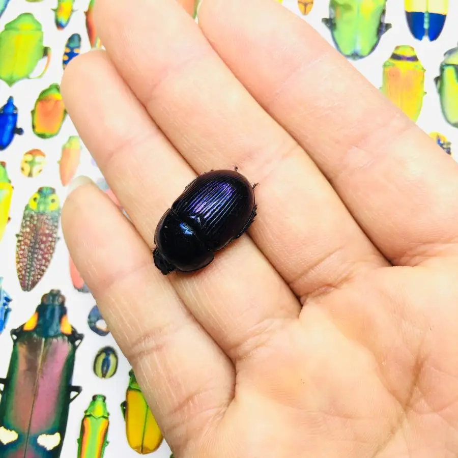 

1 pcs Dung beetle spade beetle insect specimen Educational Teaching / Natural Specimen Decoration