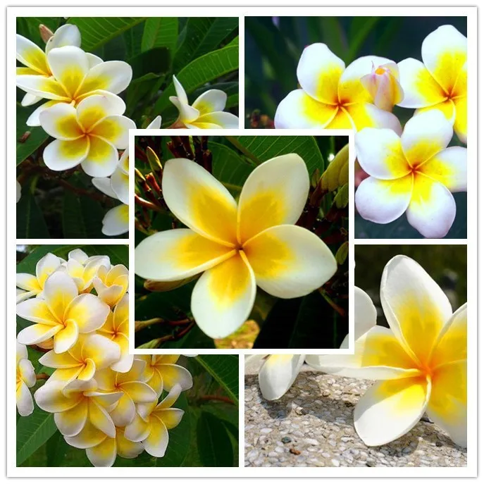 100 шт домашний сад Frangipani PLUMERIA Rubra Lei Яйцо цветок бонсаи semillas de flores