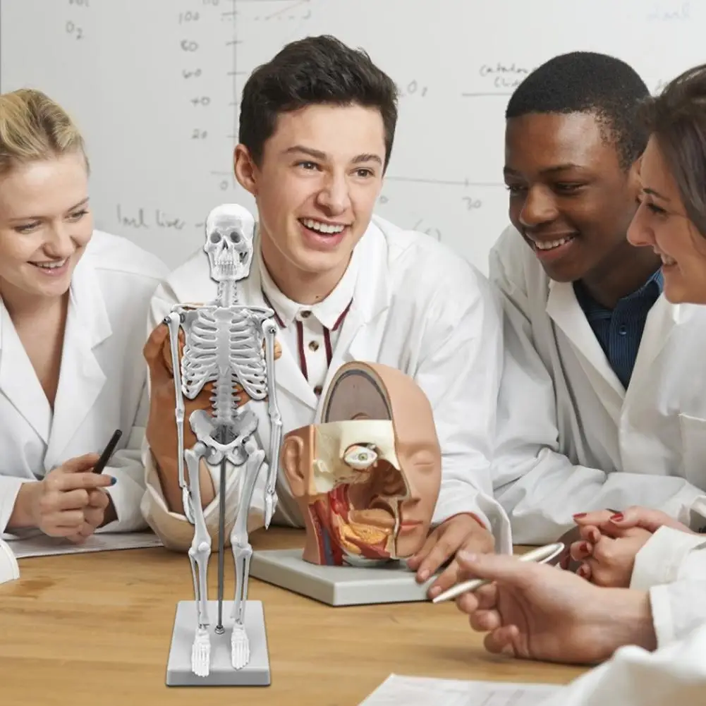 

45cm Human Skeleton Model Anatomical Skeleton Model Learning Halloween Educational Skeleton Art Sketch Training