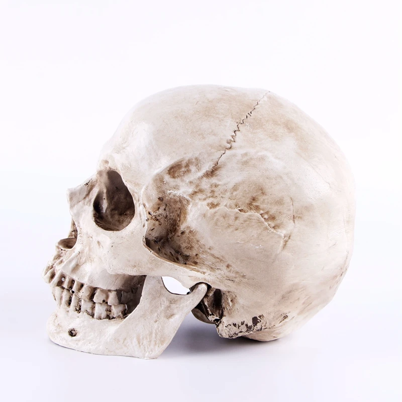 1:1 Skeleton Skull Model Sculpture Ornaments Pattern Resin Crafts Teaching Home Bar Death Symbol Art Decoration | Дом и сад