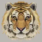 Забавный Тигр шаблон одежды значки-нашивки теплопередача Мода Diy Топы Виниловая аппликация утюгом на переводе моющиеся