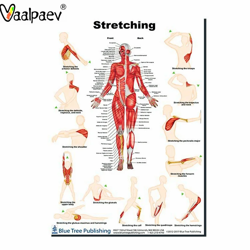 

Sports Medical Science Aids Muscle Anatomy Sretching Bodybuilder Poster Bones Doctor Technology Toys Family Healthy Supplies