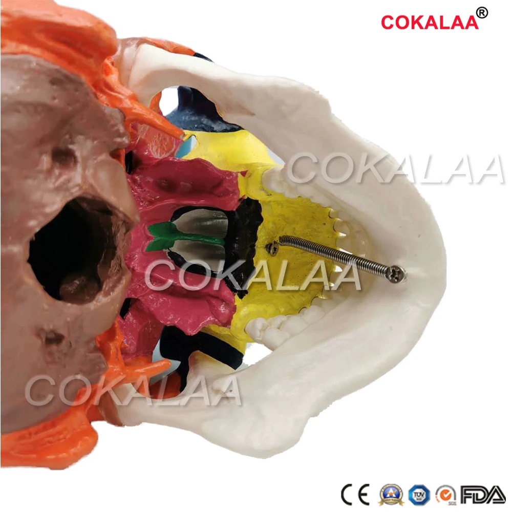 

Detachable Human colour skull model head skeleton 1:1 anatomical model for medical teaching art sculpture and dental model