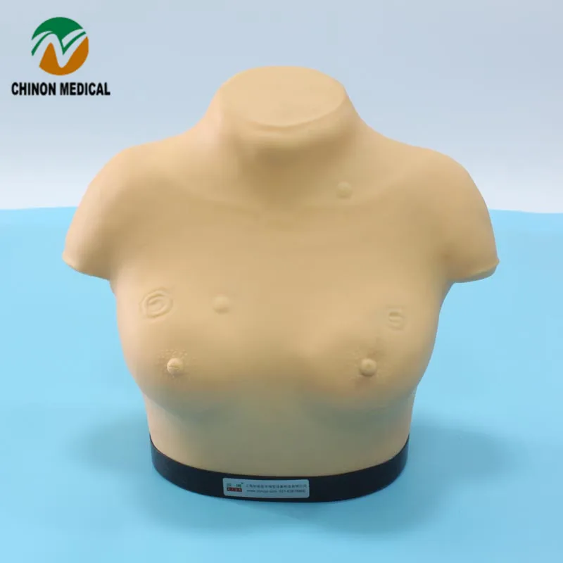 Шиньон старших груди осмотра и молочной железы пальпации модель студент медик