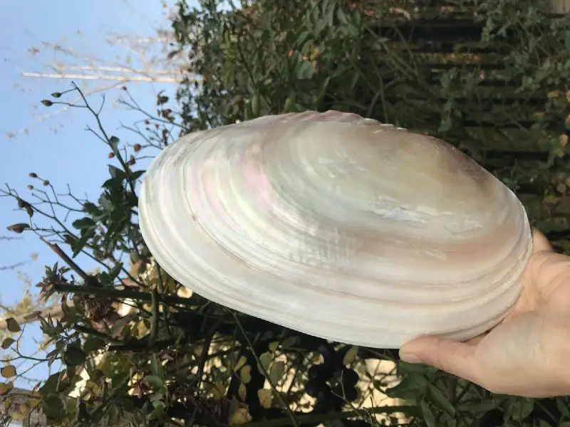

22-26 cm thick pearl dish clamshell disk storing large natural shell jewelry