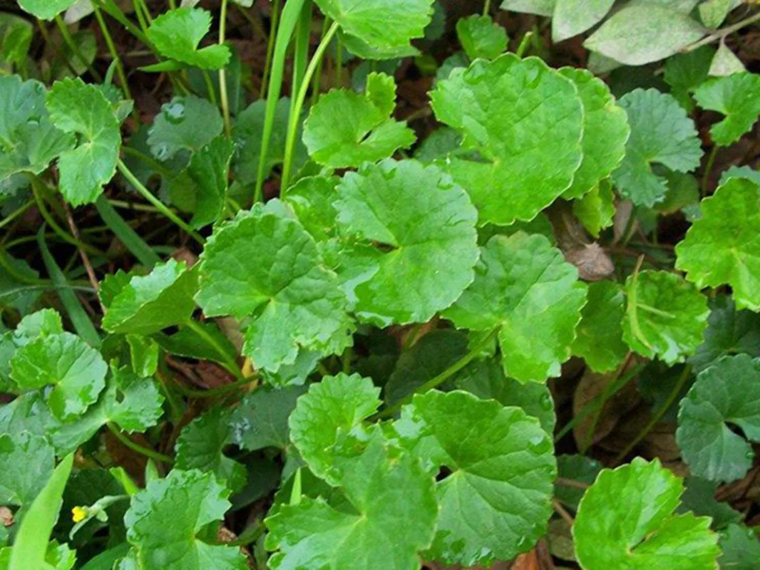 Органические сушеные листья центеллы азиатской/готуколы | Дом и сад