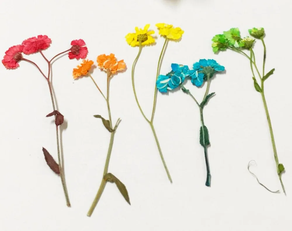 

80pcs Dried Pressed Mini Daisy Flowers Plants Herbarium For Jewelry Pendant Earrings Bracelet Making Accessories