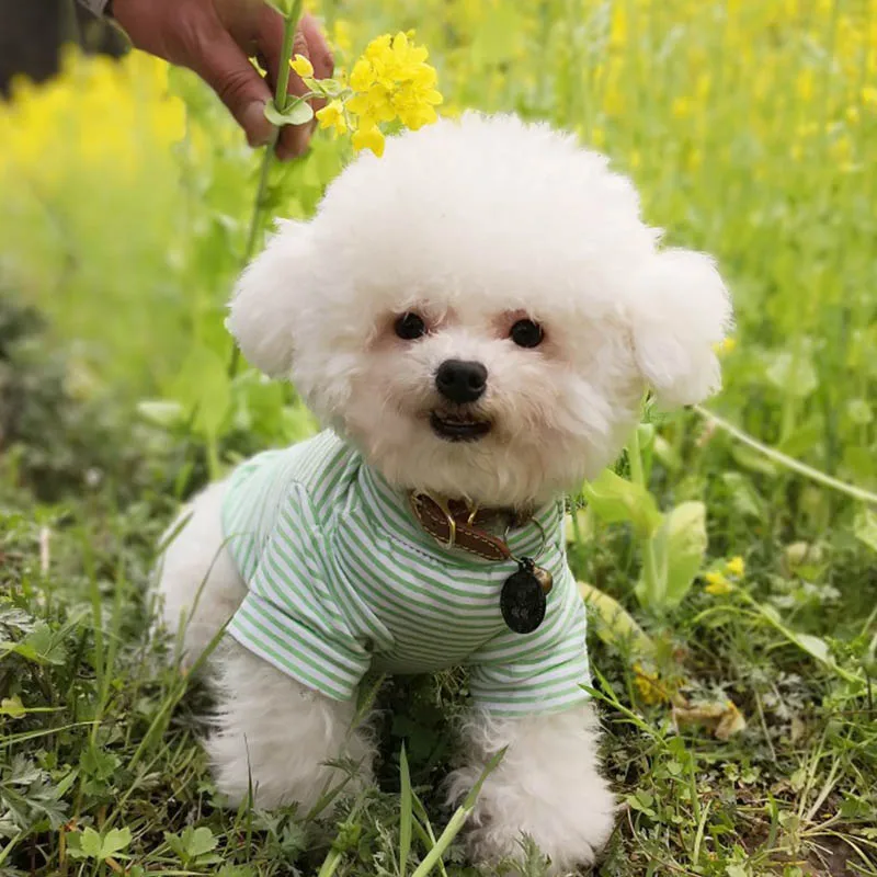 Одежда для кошек собак в полоску маленьких костюм рубашка чихуахуа Йорков одежда