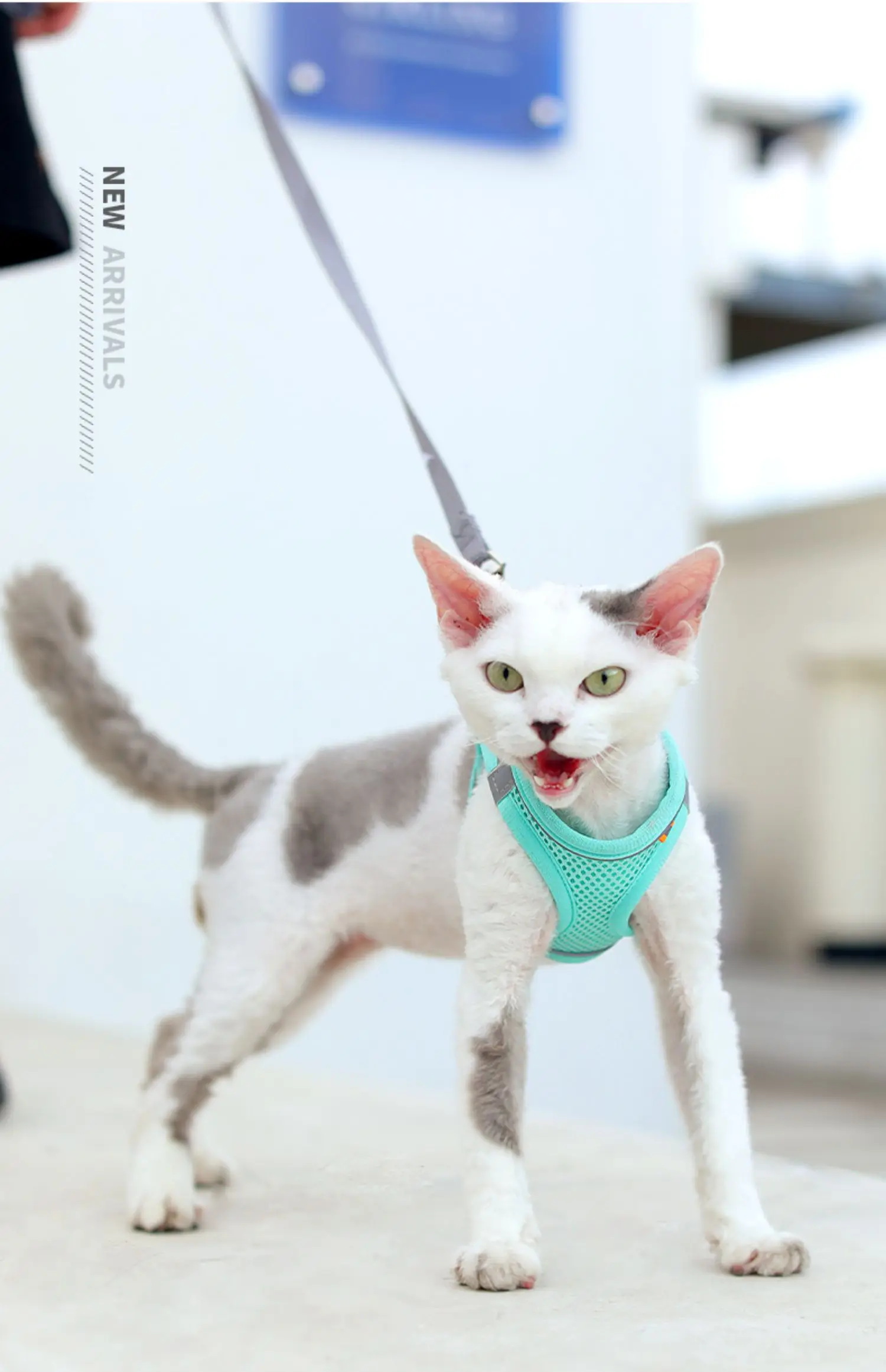 

Поводок для кошек, поводок для предотвращения разрыва, поводок для кошек, летний поводок, специальный тип жилета, нагрудный ремень, товары д...