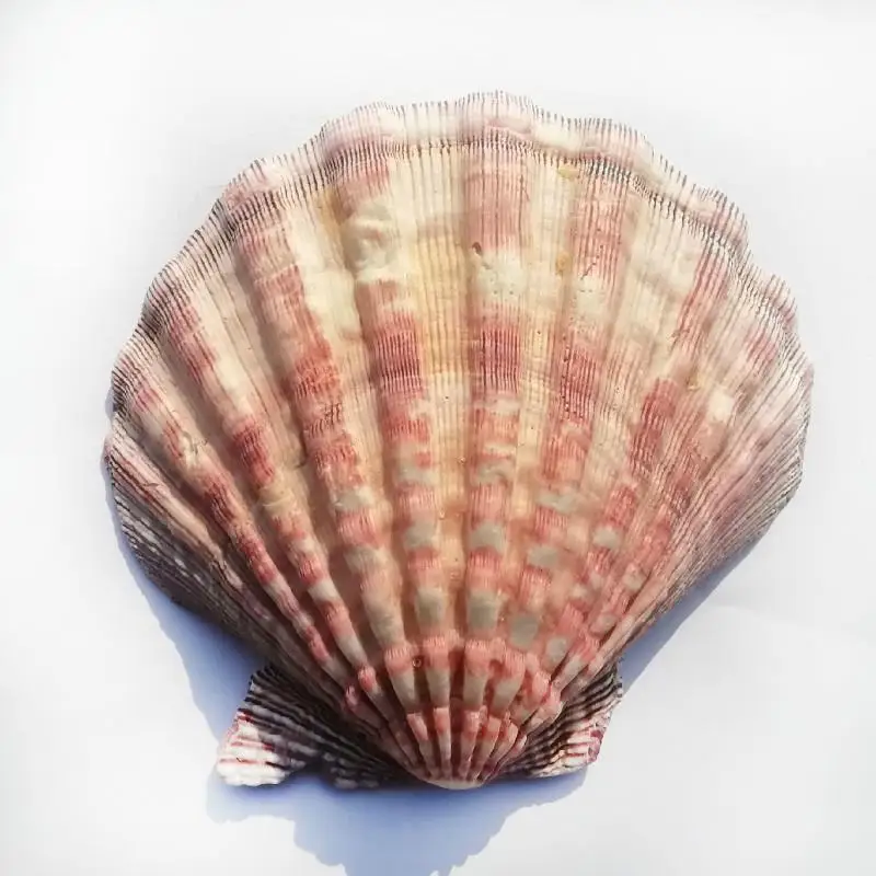13 15 см толстый большой гребешок ракушки украшения дома Реквизит фотография блюдо