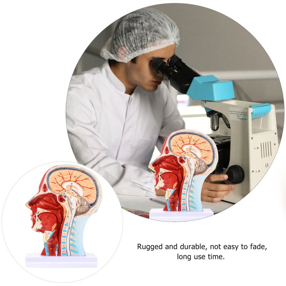 Модель анатомическая для обучения ушам носу горлу 1 шт.| |