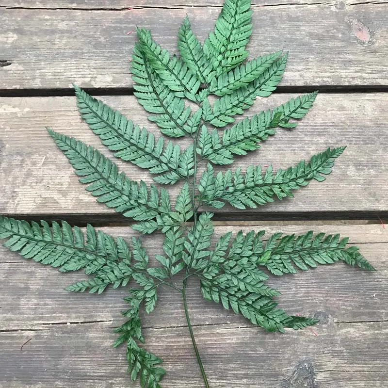 20 ~ 40 см/10 шт сухое натуральное свежее сохраненное растение вечная сушеная трава