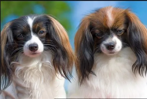 Полный квадрат/5D алмазная картина Милая бабочка собака и украшение Мозаика