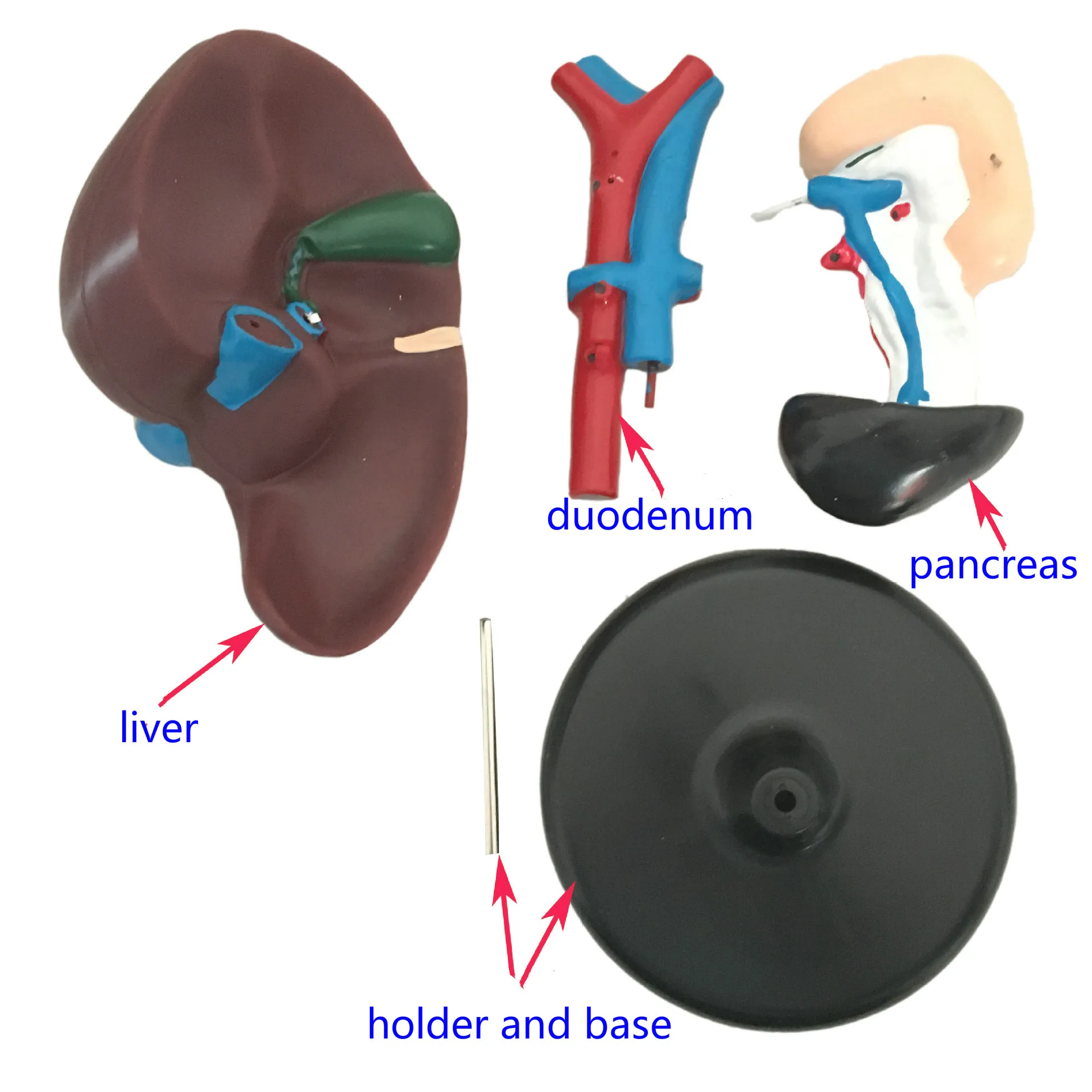 Гепатологическая анатомическая модель модели человеческих реалистичных