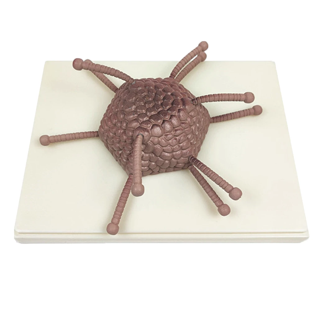 

Specimen Adenovirus Germ Biological Experiment Student Educational Tool