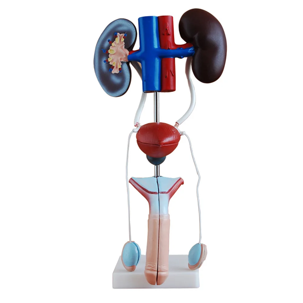 Мужская версия мужской мочеполовой системы человеческий почечный пузырь