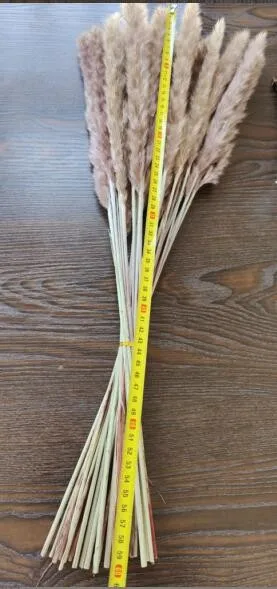 

50pc pampas grass decor natural dried flowers plants wedding flowers dry flower bouquet fluffy lovely for holiday home decor