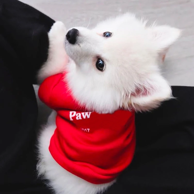 С принтом букв летние толстовки с рисунком пуделя для женщин свитер чихуахуа