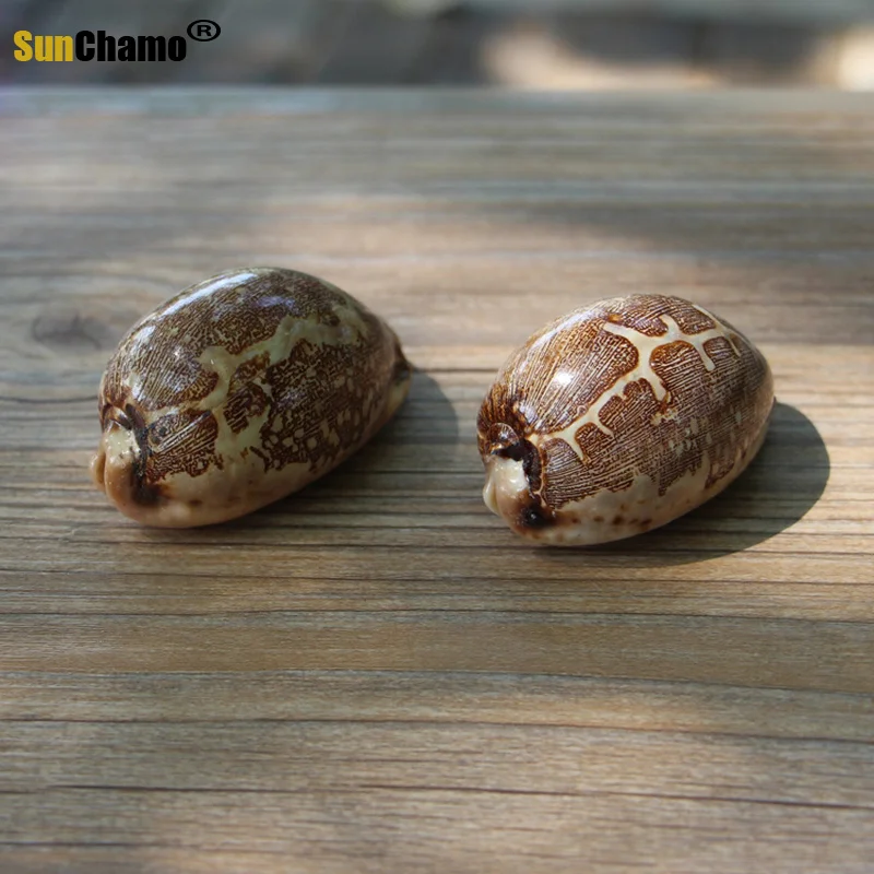 New Natural Conch Home Creative Aquarium Jewelry Travel Gifts Children Play Decoration Crafts Shells Starfishes Nautical Ocean | Дом и сад