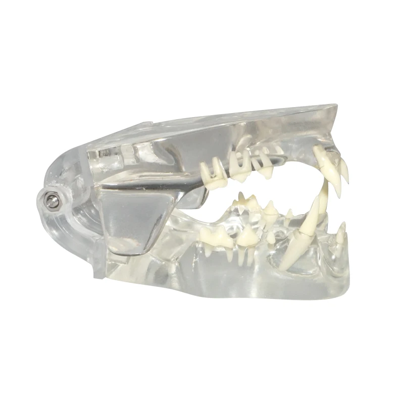 Transparent Feline Denture Cat Teeth Anatomical Model | Канцтовары для офиса и дома
