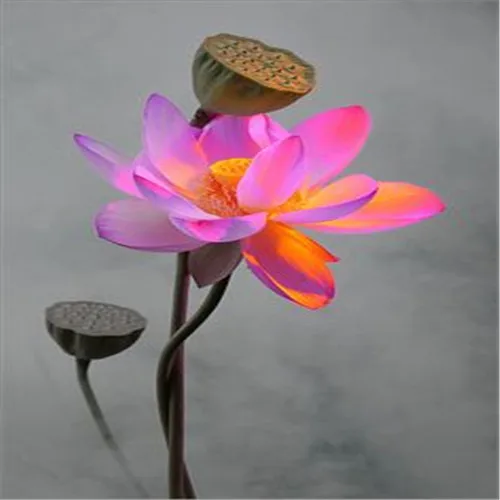 Selling! 5Pcs Red beautiful water lily bonsai hydroponics plant aquatic flower pot lotus garden |