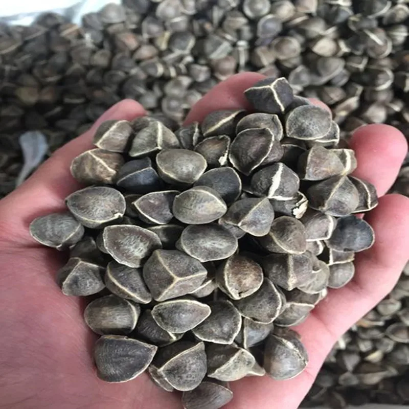 50pcs-1000pcs 99% High Germination Rate Moringa Oleifera It Can Be Planted and Eaten Free Shipping | Красота и здоровье