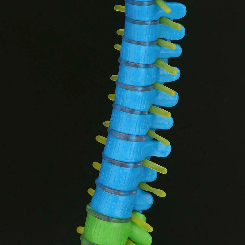 

45cm Removable Man Spine Model Colorful PVC Life Size Flexible Scientific Anatomical Skeleton Spine Model Teaching Tool
