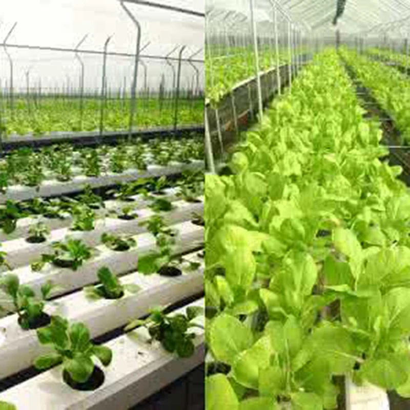 50 шт садовая пластиковая щелевая сетка чистые чашки горшки круглые для