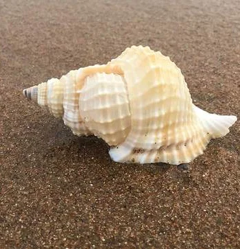 Home decoration Natural Atlantic Torsion snail 5cm Conch Collection Marine Science Popularization of Hermit Crab Shell | Дом и сад