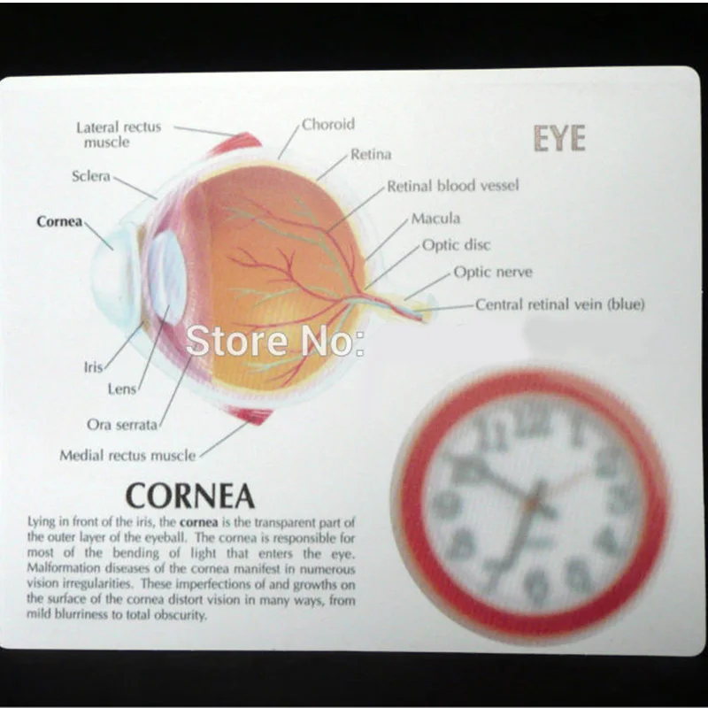 Анатомическая модель в травме анатомический Скелет анатомическая медицинская