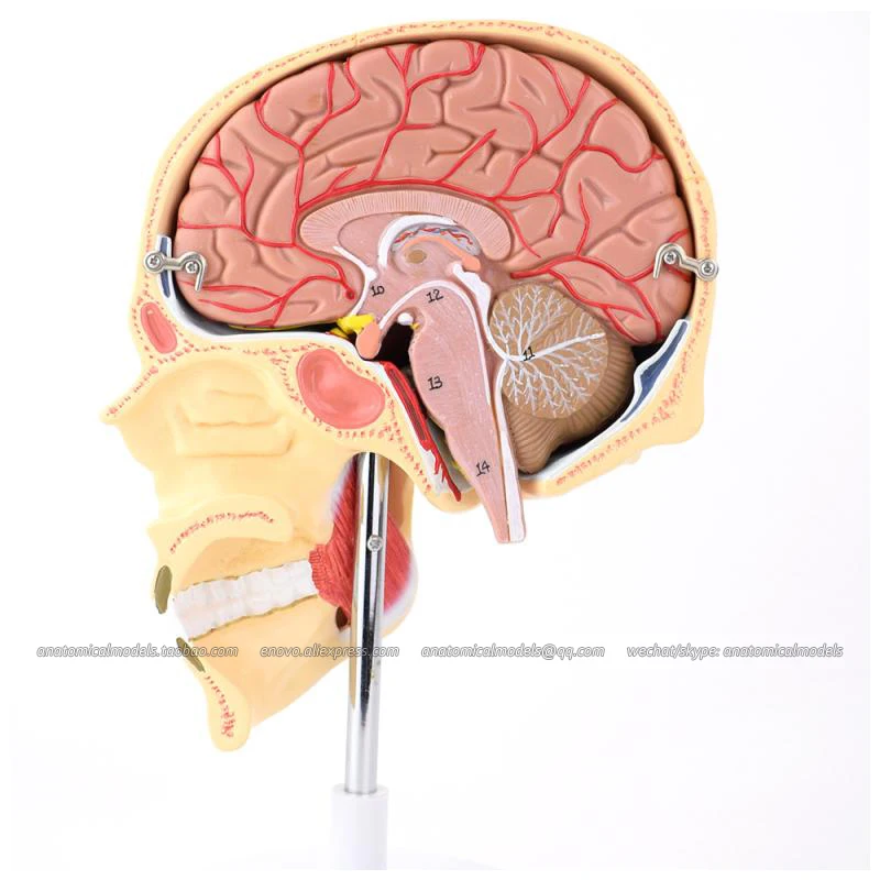 CMAM/13007 Brain- Anatomy of masticatory muscles 5parts Medical Brain Anatomical Human Model | Канцтовары для офиса и дома