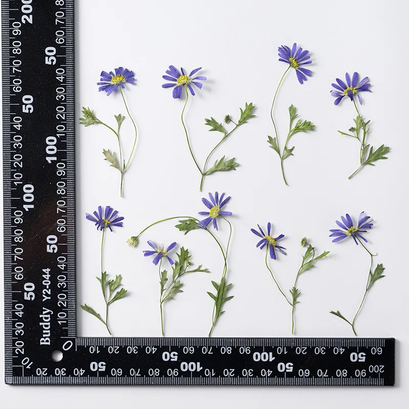 

120pcs Pressed Dried Malan Flower With Stalk Plants Herbarium For Epoxy Makeup Jewelry Postcard Invitation Card Phone Case DIY