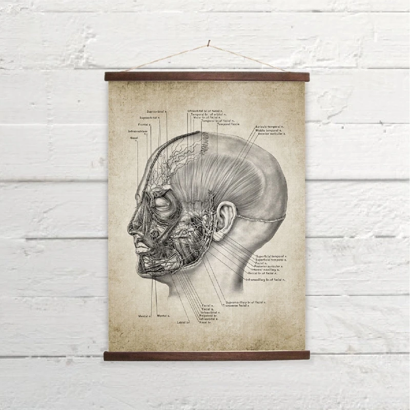 

Head Anatomy Medical Wall Art Canvas Posters Prints Vintage Human Head Illustration Painting Wall Picture Doctor Office Decor