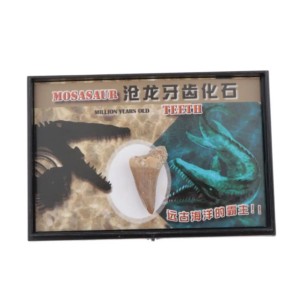 

Dinosaur Mosasaur Tooth Collection Specimens Science Kid Educational Toy