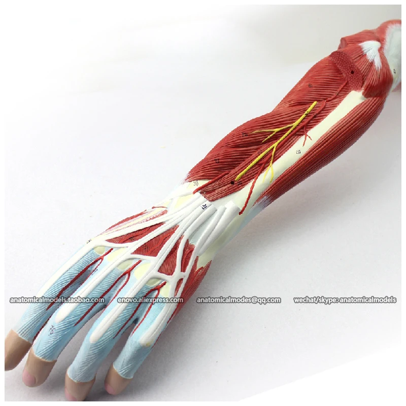 CMAM/12025 мышца руки человека-7 частей пластик человеческого тела мышцы обучения